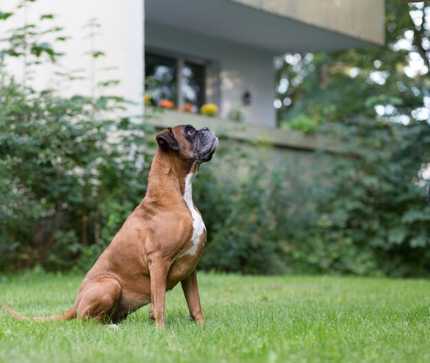 Foto cão sentado na grama