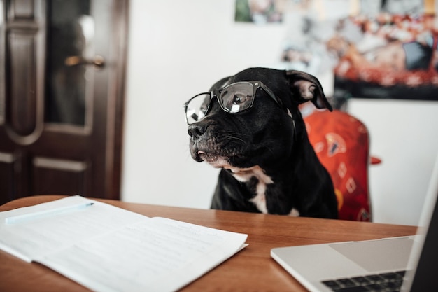 Foto cão sentado na mesa