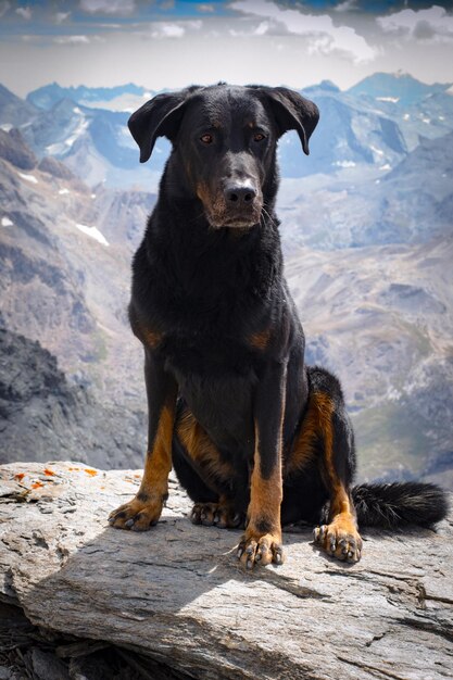 Foto cão sentado na montanha