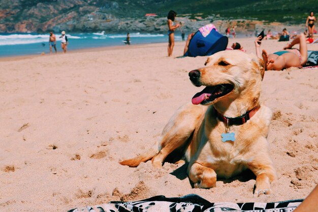 Foto cão sentado na praia durante o verão