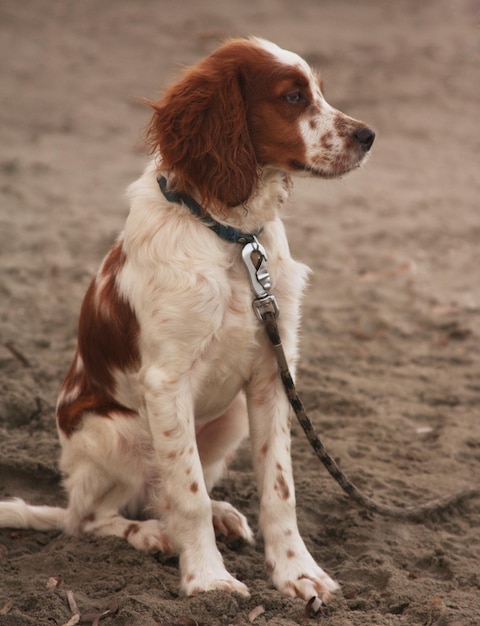 Cão sentado na praia