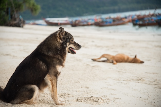 Cão sentado na praia