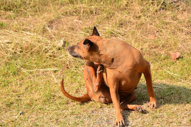 Foto cão sentado no campo
