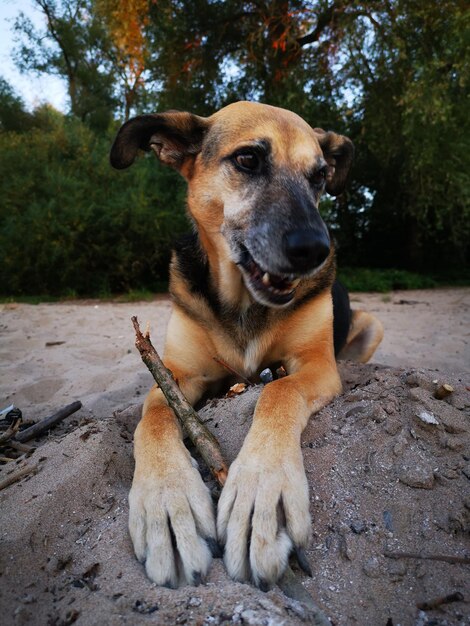 Cão sentado no campo