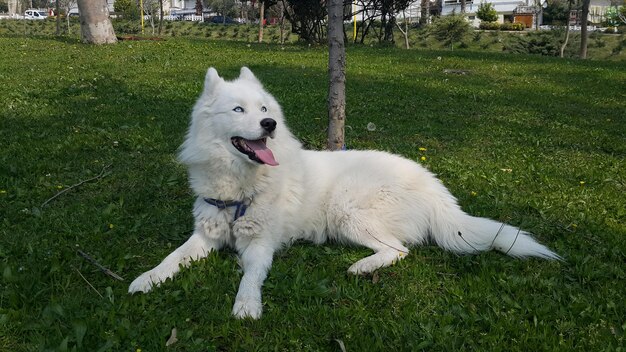 Foto cão sentado no campo