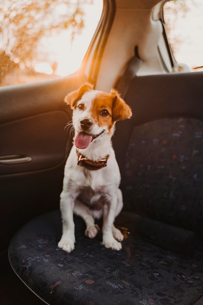 Cão sentado no carro