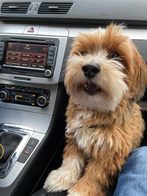 Foto cão sentado no carro