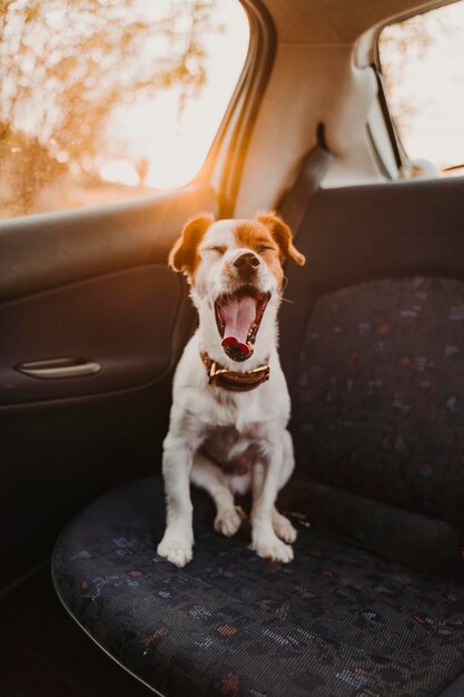 Cão sentado no carro