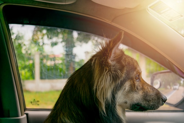 Cão sentado no carro.