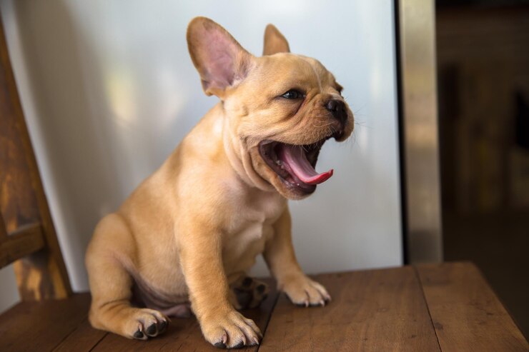 Foto cão sentado no chão em casa