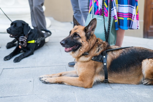 Foto cão sentado no chão