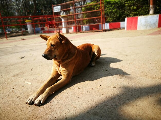 Foto cão sentado no chão