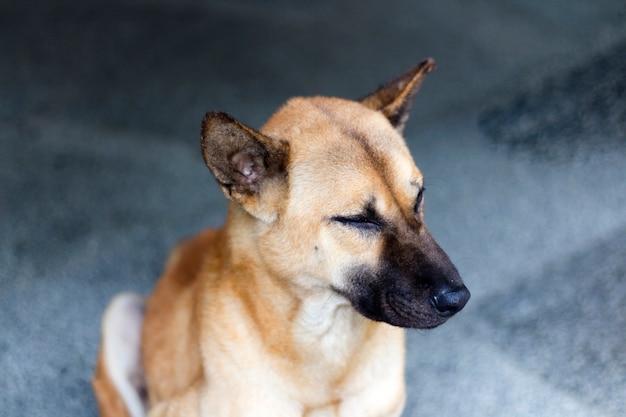 Cão sentado no chão