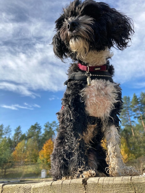 Foto cão sentado num parque