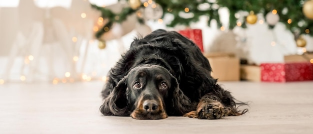 Cão setter Gordon deitado no chão na época do Natal com a árvore de Natal no fundo. Cachorrinho de raça pura em casa com luzes de ano novo