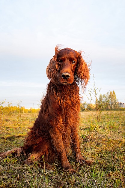 Cão setter irlandês cauteloso pensativo no prado durante o pôr do sol cão setter irlandês cauteloso pensativo no prado durante o pôr do sol