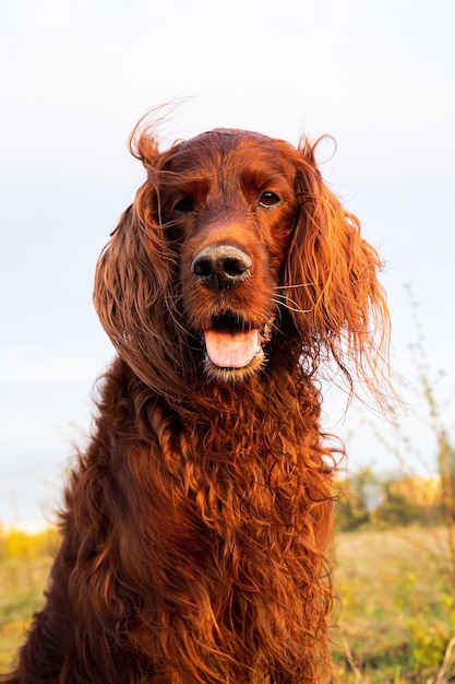 Cão setter irlandês cauteloso pensativo no prado durante o pôr do sol Cão Setter irlandês cauteloso pensativo no prado durante o pôr do sol