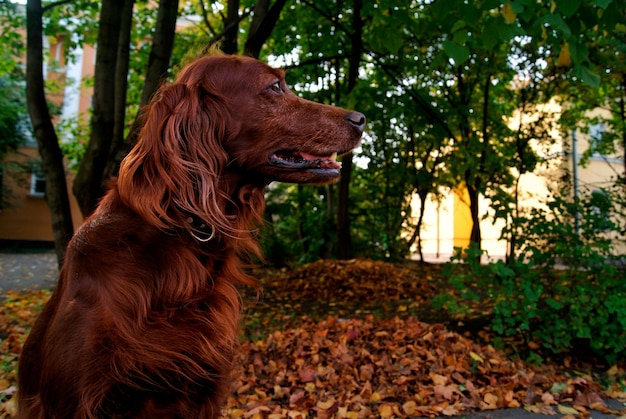 Cão setter no outono no parque