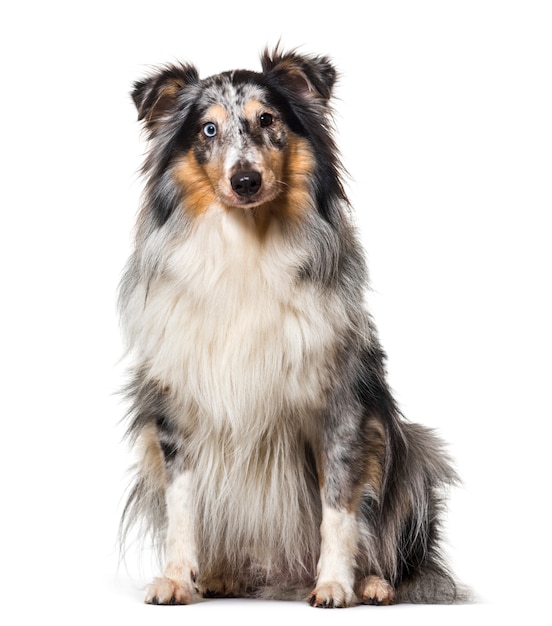 Cão sheltie bonito sentado