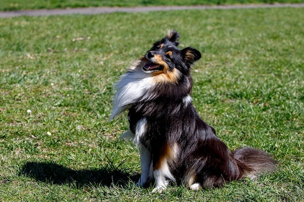 Foto cão sheltie em um prado verde