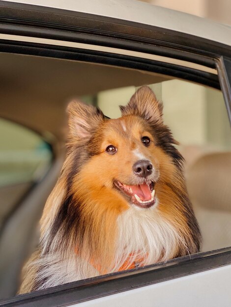 Foto cão sheltie olhando para longe no carro