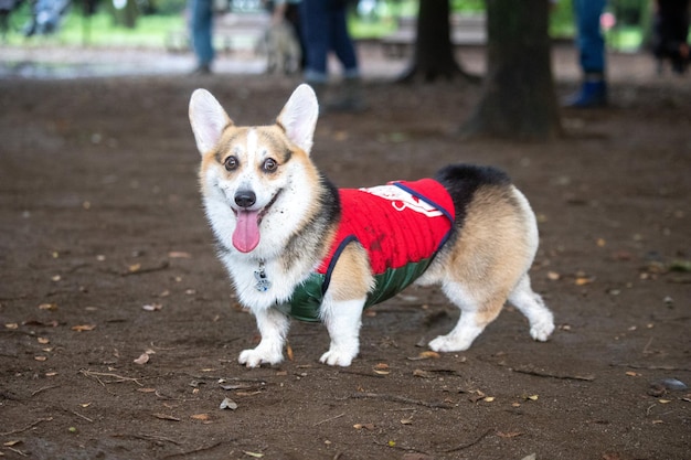 Cão shiba inu brincando com um frisbee no parque cachorro shiba inu brincando ao ar livre