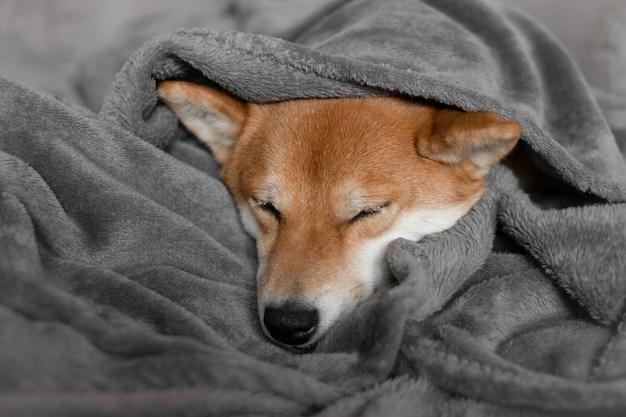 Cão shiba inu dormindo na cama cão shiba inu japonês fofo o cachorro dorme em um cobertor cinza