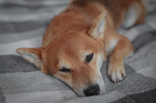 Cão shiba inu fofo japonês dorme na cama. Lindo cachorro vermelho.