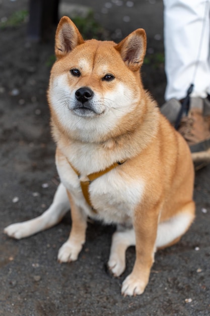 Foto cão shiba inu sentado em um parque cão olhando para longe enquanto está sentado no campo gramado