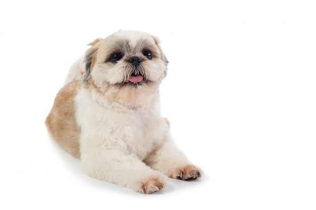 Cão shih tzu bonito com a língua de fora, sentado no chão