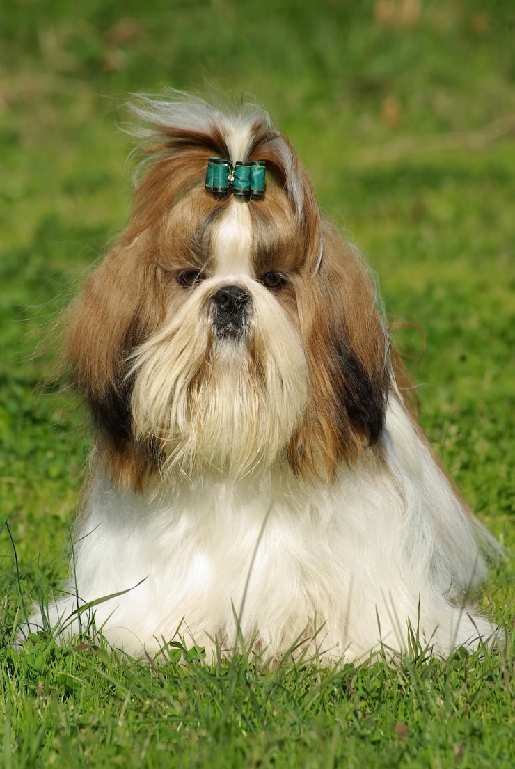 Foto cão shih tzu