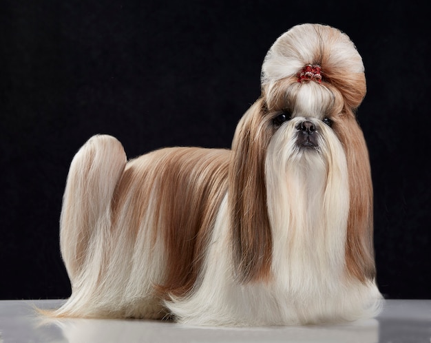 Cão Shih Tzu