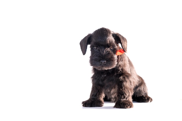 Cão Snauzer isolado no fundo branco. Filhote de schnauzer miniatura.