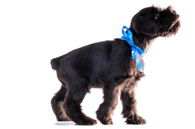 Cão snauzer isolado no fundo branco. filhote de schnauzer miniatura.