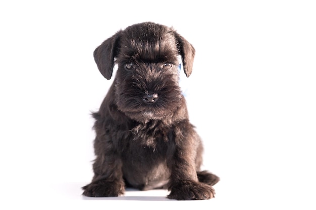 Cão Snauzer isolado no fundo branco. Filhote de schnauzer miniatura.