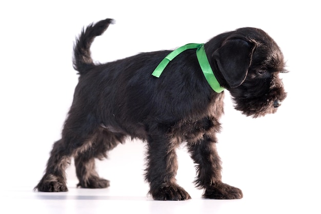 Cão Snauzer isolado no fundo branco. Filhote de schnauzer miniatura.