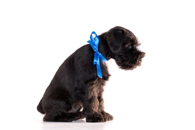 Cão Snauzer isolado no fundo branco. Filhote de schnauzer miniatura.