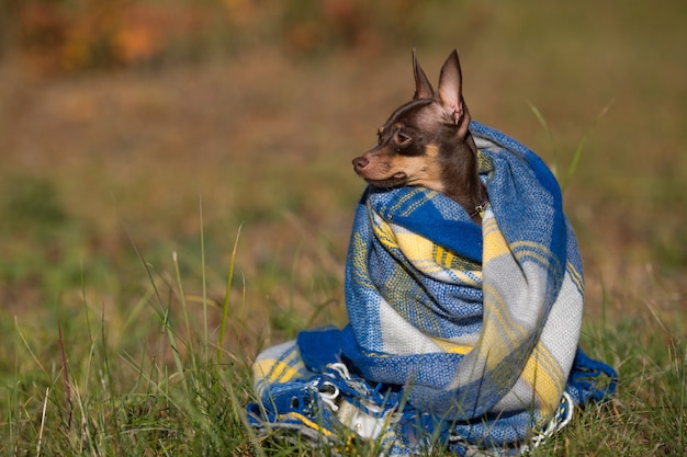 Cão sob uma manta. Pet aquece debaixo de um cobertor