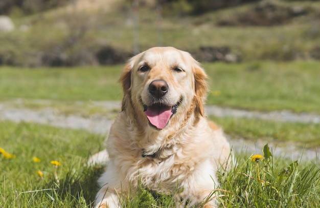 Cão sorri na montanha