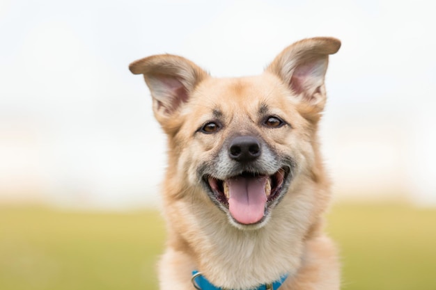 Cão sorridente Cão feliz sem raça