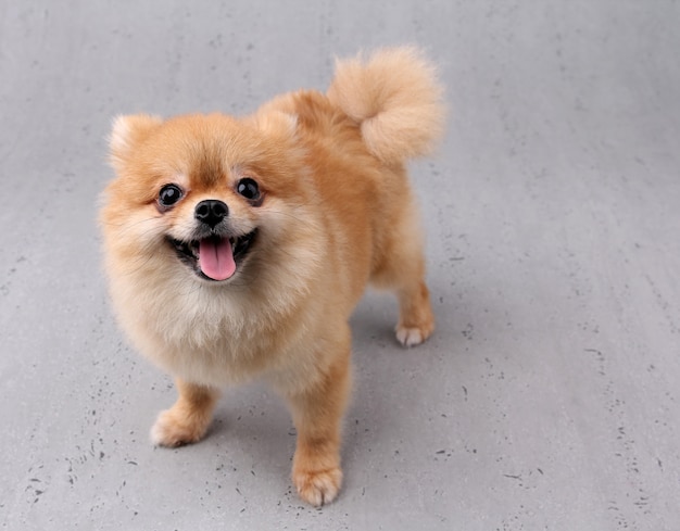 Cão sorridente com pano de fundo branco.