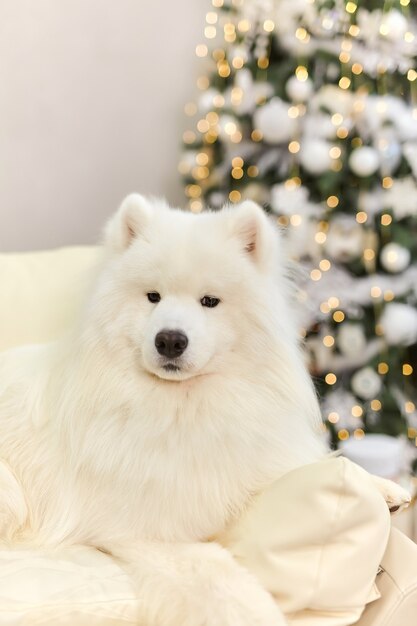 Cão sorridente de Natal Samoieda. Natal, conceito de inverno.