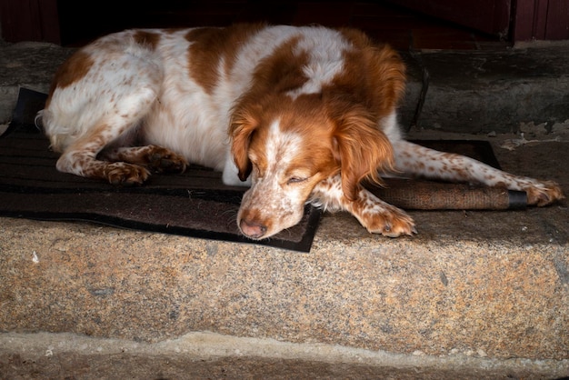 Cão Spaniel na varanda da casa