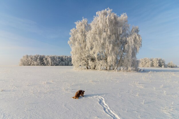 Cão Spaniel para passear em uma bela paisagem de inverno em um dia ensolarado e gelado