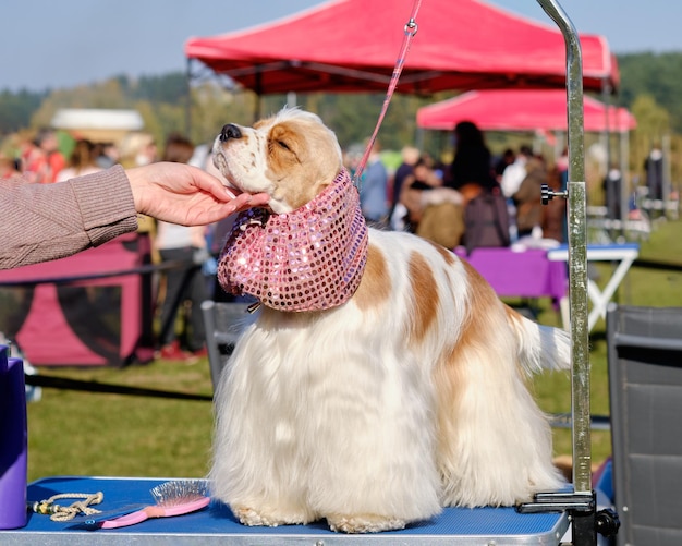 Cão Spaniel preparado em show de corte de cabelo fica em cima da mesa