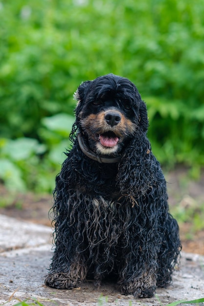 Cão spaniel preto muito molhado e arenoso sentado na zona rural