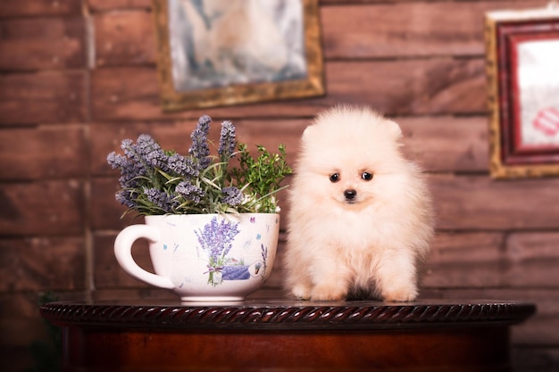 Cão spitz da Pomerânia em casa