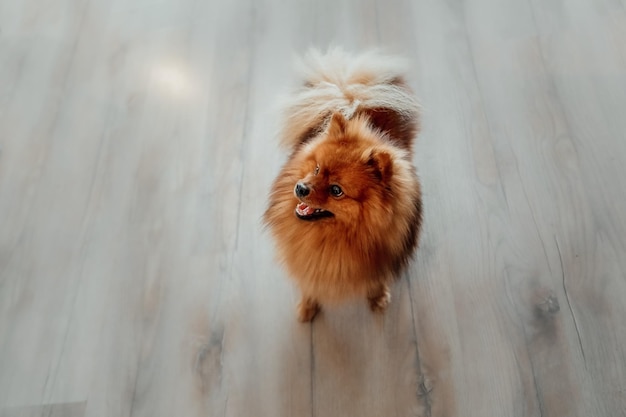 Cão spitz da Pomerânia em casa