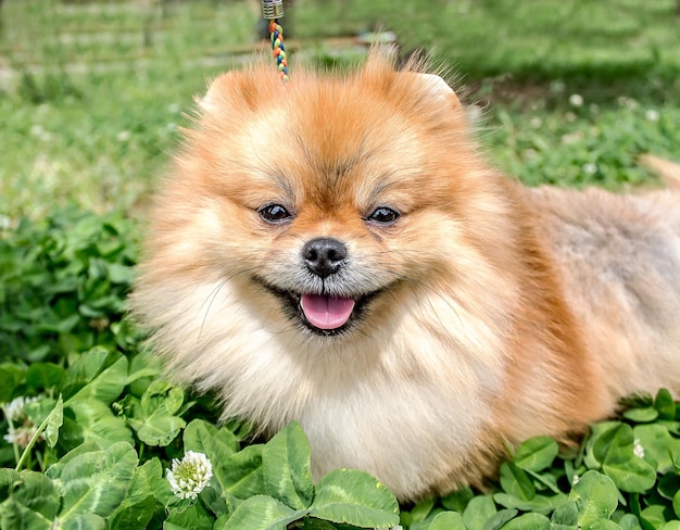 Cão Spitz em grama verde