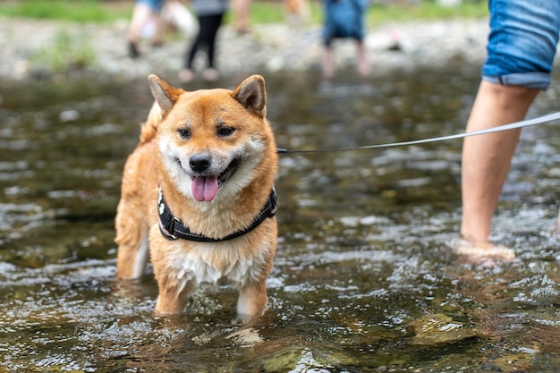 Cão spitz finlandês Karelian finlandês laika caçador com um cachorro em um lago congelado